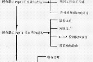 鯉魚小肽轉運載體蛋白PepT1兔抗血清的制備方法