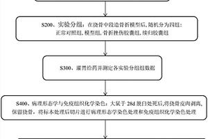 續歸膠囊治療骨折的實驗方法