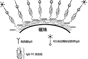 重組蛋白G、其制備方法及應用