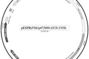 蒺藜苜蓿豆球蛋白基因Mt1g072600啟動子PMt1g072600及其應用