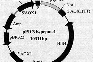 辣椒疫霉菌果膠甲基酯酶PCPME 1基因、蛋白的制備方法及其應用