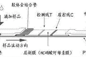 卡利普多人工抗原及其多抗和應用