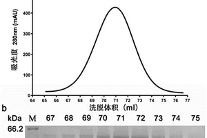 深海細菌來源的α-葡萄糖苷酶QsGH13及其編碼基因與應用