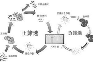 同時識別多種惡性腫瘤細胞的核酸適體及其應用
