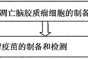 熱休克凋亡腦膠質瘤負載樹突狀細胞腫瘤疫苗的制備方法