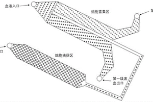 分離神經母細胞瘤CTC的微流體芯片及其捕獲方法