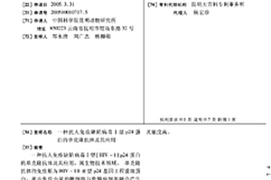 抗人免疫缺陷病毒Ⅰ型p24蛋白的單克隆抗體及其應用
