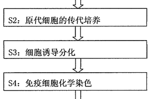 人胚中腦神經干細胞的體外分離培養及分化方法
