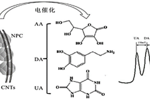 碳納米管纏覆氮摻雜多孔碳復合材料的制備方法及其應用