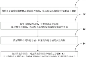 采用力刺激方式進行心肌細胞體外功能測試與調控的方法