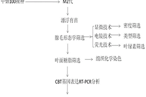 筛选高香气烟草品种突变体的方法
