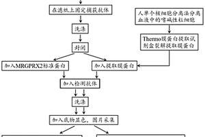 基于共價鍵合法固定捕獲抗體的紙基酶聯免疫吸附法