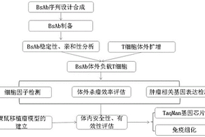 BsAb體外負載T細胞