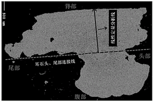 大麻哈魚人工放流群體與自然野生群體的鑒別方法