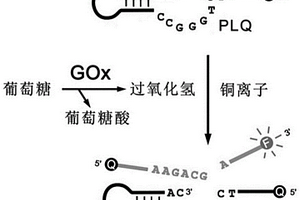 基于葡萄糖氧化酶和類手槍脫氧核酶構成的熒光型葡萄糖傳感器