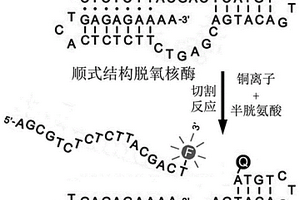 基于切割活性順式結構脫氧核酶的熒光銅離子探針