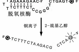 基于斷裂活性脫氧核酶構成的熒光型銅離子傳感器