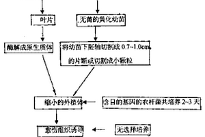 農桿菌介導的植物無選擇基因轉化及無選擇標記基因轉化方法