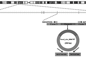 hsa-novel_circ_0006787分子在肝癌治療中的應用