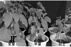促進作物健康生長及產量的含微生物的無土栽培介質及其制備方法