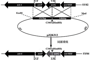 高效低毒四霉素B衍生物及其制備和應用