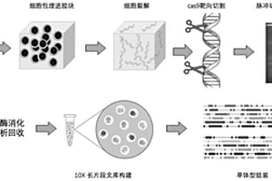 分離和富集以及從頭組裝MHC基因的方法