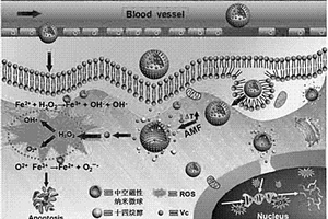 Vc介導腫瘤靶向活性氧自生成納米載體、制備及其應用