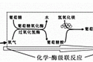 光生物學制氫體系及其制備方法以及應用