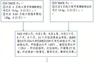 槐耳顆粒在制備進行肝細胞癌TACE預后的試劑中的應用