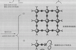 兩性離子型聚合物微球及其制備方法