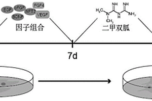 神經干細胞的定向誘導劑、誘導方法及應用