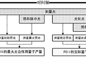 基于熒光法的水體藻類光合作用活性原位檢測裝置及方法