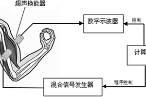 基于超聲波衰減測量肌肉疲勞程度的裝置和方法