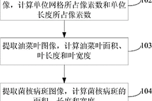 油菜葉片及菌核病斑形態同步測量的方法、裝置及系統