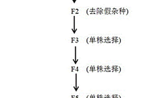 高糖水果花生種質的選育方法
