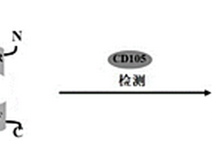 識別CD105的生物探針