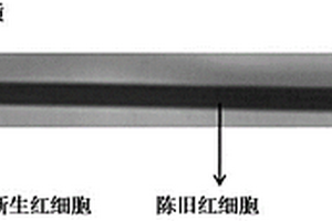 新舊紅細胞的分離介質及其制備方法與應用