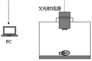 快速的活體無損檢測和評價貝類肌肉量的方法