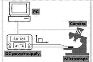 微囊泡誘導細胞膜電位變化的無損檢測方法