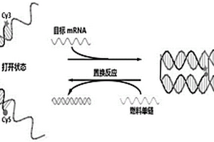 基于非天然核酸納米鑷子的特異性檢測技術在活細胞mRNA檢測中的檢測方法及其應用