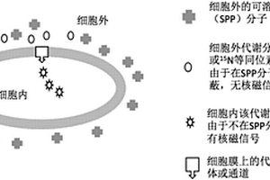 體外核磁信號實時檢測方法和檢測體系
