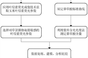 基于叶绿素荧光成像的转基因玉米草甘膦耐受性表型的检测方法
