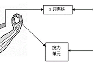 利用超声图像熵特性检测肌肉疲劳进程的系统及方法