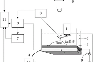 生物細胞超聲原子力顯微檢測系統和方法
