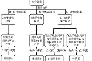 基于非线性多光子吸收效应的叶片光合色素含量检测方法