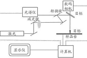 生精小管拉曼光譜峰及鑒別生精小管生精功能的方法