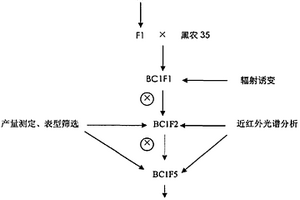 利用野生大豆與栽培大豆雜交結合輻射誘變創制高蛋白大豆新種質的方法