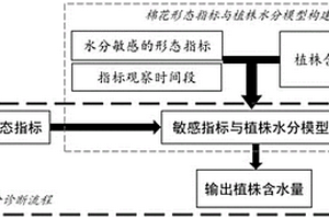 基于植株形態的棉花水分診斷方法