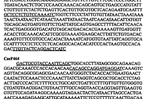 半滑舌鰨雌性特異分子標記及其應用