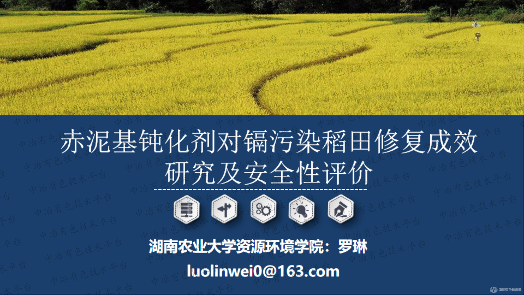 赤泥基钝化剂对镉污染稻田修复成效研究及安全性评价